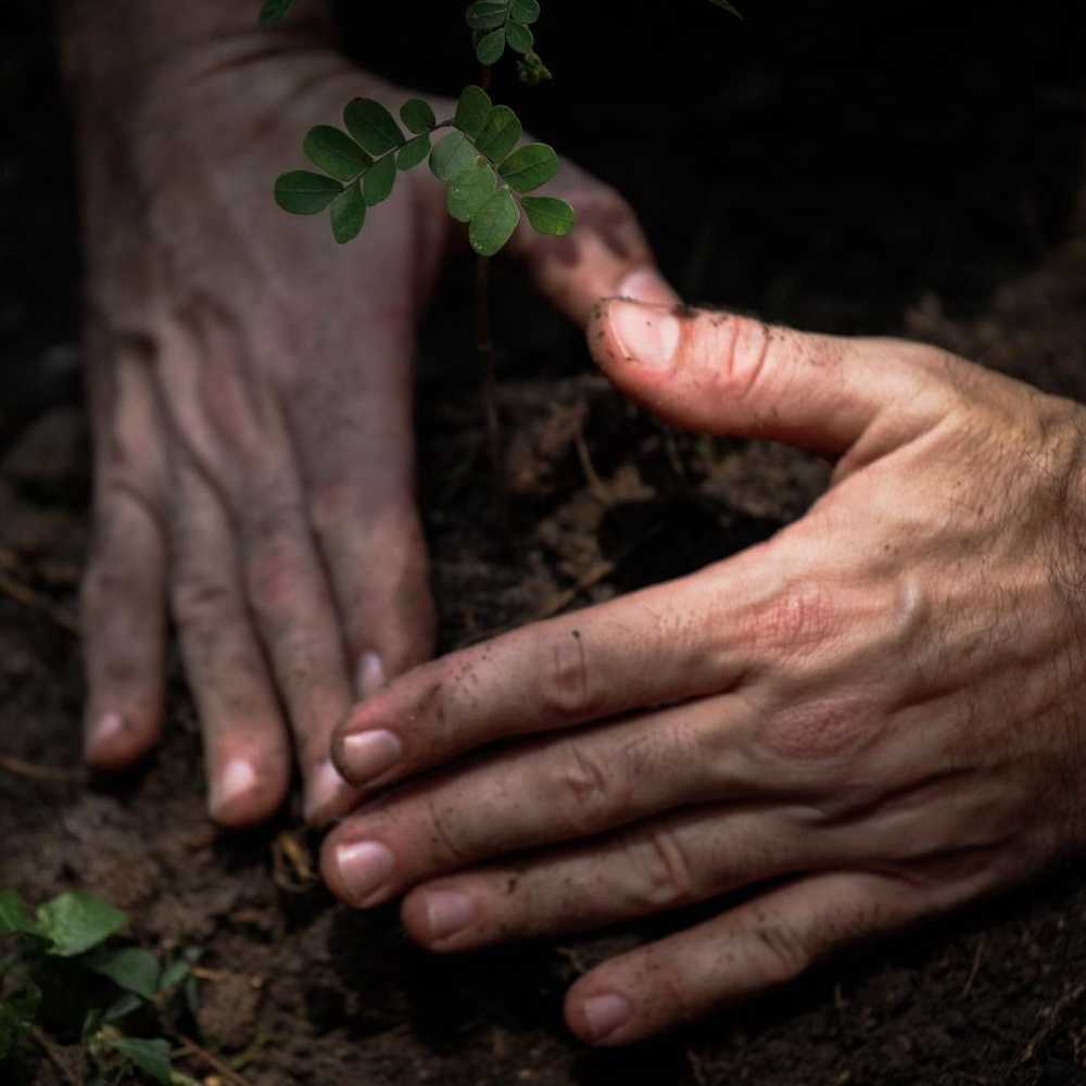 maos plantando